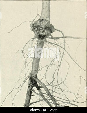 Bulletin Agriculture Fig 1 pple Crown Gall On Grafted Tree Fig 2 pple Crown Gall On Transplanted Seedling Ai Il Jl F A A j P Y I Fig 3 Ahairy Root Disease On Grafted Apple