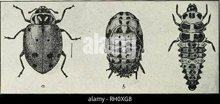 . Bulletin. Agriculture; Agriculture -- Arizona. 198 BuLi^ETiN 87 almost globular in form. The insect before dying attaches itself rigidly to the leaf on which it was feeding. These parasitized in- sects and the empty shells which remain after the adult parasite emerges are very conspicuous and a farmer should learn to recog- nize them. Each adult female of the parasites is capable of destroy- ing around two hundred aphis individuals. That is, each adult parasite will parasitize or deposit an egg in the body of each of two- hundred or more specimens as long as the supply of aphis holds out. Th Stock Photo