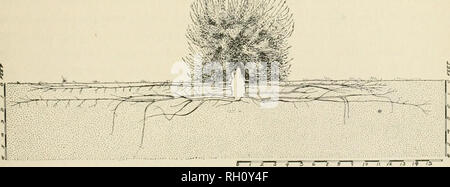 . Bulletin. Agriculture. Fig. 7.—Diagram showing the distribution of superficial roots (solid lines) and deep roots (dotted lines) of a Manzanillo olive tree on the Pope olive plantation, near Palm Springs, Cal. tration, almost vertically, of branches from many of these roots to depths of 2, 3, 4, and even 5 feet, where they were left, owing to the mm. Fig. 8.—Diagram showing the root system of a typical dry-land olive tree on the Pope olive plaiitat near Palm Springs, Cal., showing the jjosition and distribution of the roots in the soil. difficult nature of the digging. In most cases gi-avel  Stock Photo