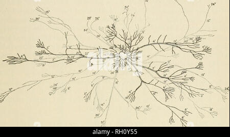 . Bulletin. Agriculture. OLIVE ROOT SYSTEMS. 29 9 The depth of the course followed by these large roots of 12 to 18 inches is a very marked feature. Most interesting is the deep pene- 24 ; 12' S.. Fig. 7.—Diagram showing the distribution of superficial roots (solid lines) and deep roots (dotted lines) of a Manzanillo olive tree on the Pope olive plantation, near Palm Springs, Cal. tration, almost vertically, of branches from many of these roots to depths of 2, 3, 4, and even 5 feet, where they were left, owing to the mm. Please note that these images are extracted from scanned page images tha Stock Photo