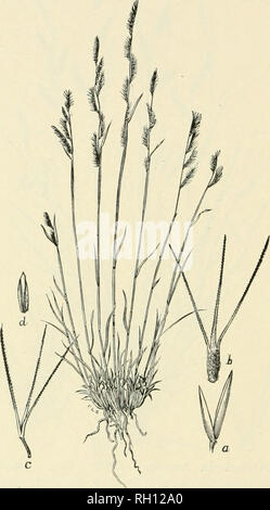 . Bulletin. Gramineae -- United States; Forage plants -- United States. 224. Fig. 206. Bouteloua trifida Thurb.; Beal, Grasses N. Am., 2 : 421. Small Grama.—A delicate perenuial 1 to 3 dm. high, with short, narrow leaves, and three to seven ascending spikes usually about 2 cm. long.—Mesas and sandy plains, Texas to Arizona. [Northern Mexico.] May-October.. Please note that these images are extracted from scanned page images that may have been digitally enhanced for readability - coloration and appearance of these illustrations may not perfectly resemble the original work.. United States. Divis Stock Photo