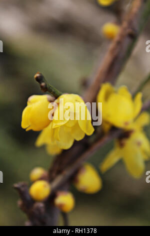 Close-up of Chimonanthus praecox Stock Photo
