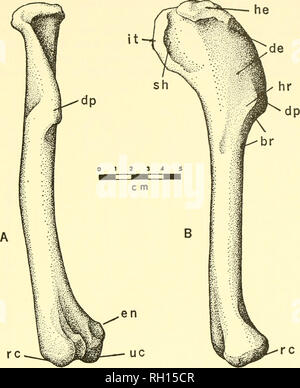 Bulletin. Natural history; Natuurlijke historie. OSTEOLOGY OF DEINONYCHUS  ANTIRRHOPUS 15 sociated with either individual, were a left ectopterygoid  and a right pterygoid (YPM 5233) and a fragmentary left pterygoid (YPM  5239).