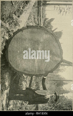 Bulletin Forests And Forestry United States Bui 24 Div Of Forestry U S Dept Of Agr Plate X 3 Op O B O 71 1 O C O Cd 3 C 5 M O Cl H B N 7 3 D O B N R Gt