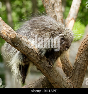 North American Porcupine (Erethizon Dorsatum) climbing a tree, also known as the Canadian Porcupine or common porcupine Stock Photo