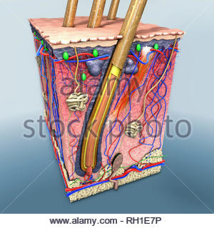 Cross-section of human skin Stock Photo: 84972655 - Alamy