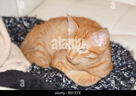 Red kitten lying on a white couch Stock Photo