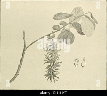 . British trees. Trees. THE GOAT WILLOW. 467. This drawing of a female catkin or one of the smaller Willows shows clearly the construction of the ovary, with its slender-pointed style ending in two stigmas. The small diagram of the separate flower shows how the stigmas curl back on either side of the tuft of down and the style splits. THE LEAVES AND BRANCHES. In autumn the shoots formed during the year are a bright green colour, with tinges of purple and grey on the exposed side. The older branches are a glossy dark green or purplish-brown. The buds are arranged singly, but close together, nea Stock Photo