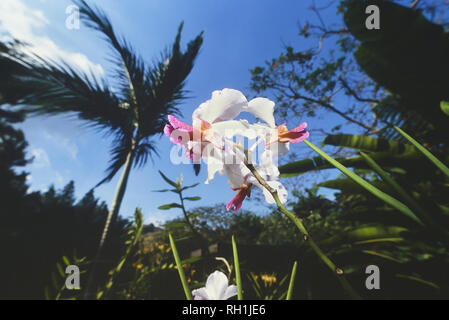 Garden of the Sleeping Giant, Nadi, Fiji, South Pacific