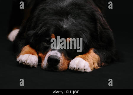 Bernese Mountain Dog lying on the floor looking sad on black background. dog waiting for his owner Stock Photo