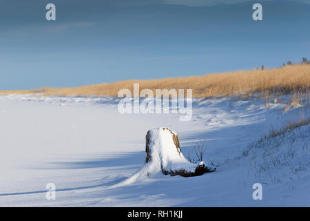 CULBIN FOREST FORRES MORAY SCOTLAND TREE TRUNK ON SNOW COVERED DUNE AND BEACH Stock Photo