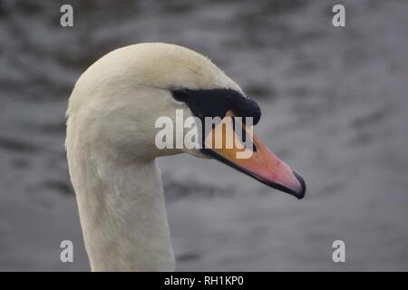Close Up of Mute Swan Head (Cygnus olor) on the River Exe During Winter. Exeter, Devon, UK. Stock Photo