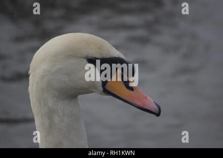 Close Up of Mute Swan Head (Cygnus olor) on the River Exe During Winter. Exeter, Devon, UK. Stock Photo