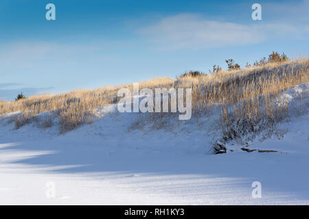 CULBIN FOREST FORRES MORAY SCOTLAND WINTER SEA GRASS ON SNOW COVERED DUNE AND BEACH Stock Photo