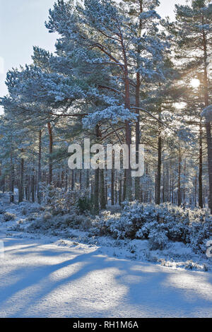 CULBIN FOREST FORRES MORAY SCOTLAND WINTER SNOW ON A FORESTRY TRACK AND SUN SHINING THROUGH SCOTS PINE TREES Stock Photo