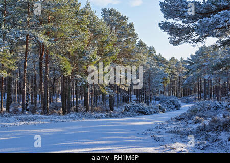 CULBIN FOREST FORRES MORAY SCOTLAND WINTER SNOW ON A FORESTRY TRACK WITH SUN SHINING THROUGH SCOTS PINE TREES Stock Photo