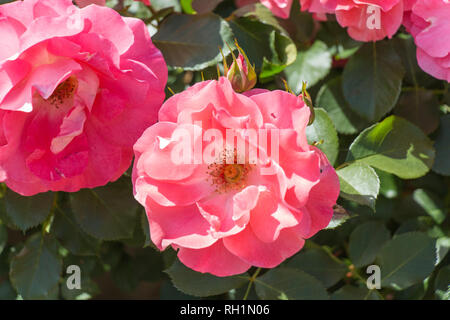 Close up view of two opened buds of pink roses in a garden. Top view. Stock Photo