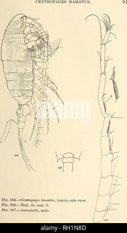. British fresh-water Copepoda. --. Copepoda; Crustacea. . Please note that these images are extracted from scanned page images that may have been digitally enhanced for readability - coloration and appearance of these illustrations may not perfectly resemble the original work.. Gurney, Robert. London : Ray Society Stock Photo
