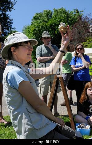 Members of the public trying to identify the skull of a badger Meles meles during a Bioblitz, Bristol, UK Stock Photo