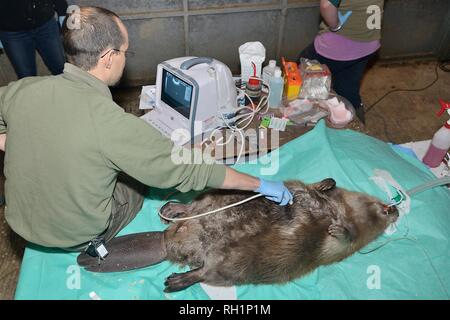 Veterinarian using an ultrasound scanner to look for developing foetuses in an anaesthetised female Eurasian Beaver (Castor fiber) caught in Devon, UK