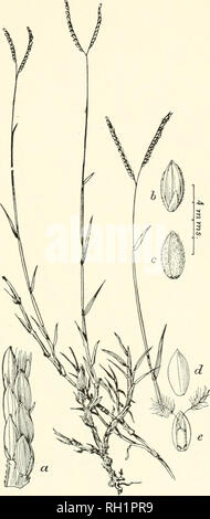 Paspalum Distichum L Stock Photo Alamy