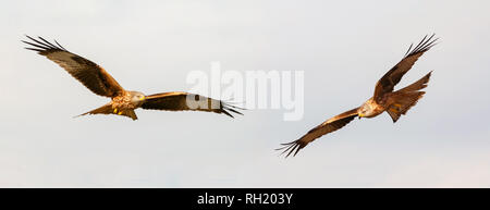 Awesome birds of prey in flight with the sky of background Stock Photo