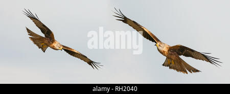 Awesome birds of prey in flight with the sky of background Stock Photo