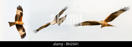 Awesome birds of prey in flight with the sky of background Stock Photo