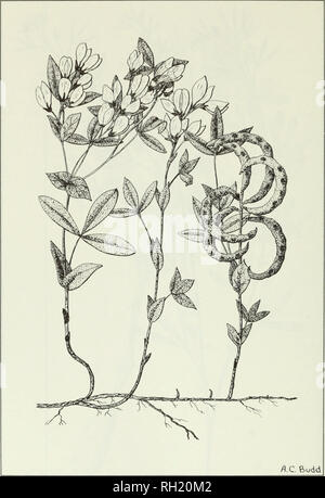 . Budd's flora of the Canadian Prairie Provinces. Botany; Botanique. Fig. 146. Golden-bean, Thermopsis rhombifolia (Nutt.) Richardson. 500. Please note that these images are extracted from scanned page images that may have been digitally enhanced for readability - coloration and appearance of these illustrations may not perfectly resemble the original work.. [Ottawa] : Research Branch, Agriculture Canada Stock Photo