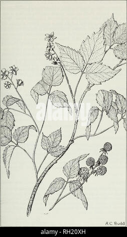 . Budd's flora of the Canadian Prairie Provinces. Botany; Botanique. Fig. 131. Wild red raspberry, Rubus idaeus L. var. aculeatissimus Regel &amp; Tiling. 459. Please note that these images are extracted from scanned page images that may have been digitally enhanced for readability - coloration and appearance of these illustrations may not perfectly resemble the original work.. [Ottawa] : Research Branch, Agriculture Canada Stock Photo
