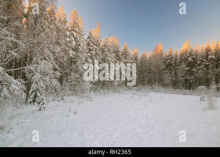 light forest under a blue sky with wintry sun Stock Photo - Alamy