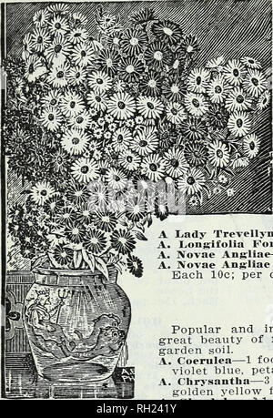 . Bulbs and plants : autumn 1905. Flowers Seeds Catalogs; Bulbs (Plants) Seeds Catalogs; Nurseries (Horticulture) Catalogs; Plants, Ornamental Catalogs. FLOWERING BULBS, PLANTS, ETC. 23 HARDY HERBACEOUS PLANTS. Perennial border plants continue to command the attention and enjoy the pop- ularity they so richly deserve. In fact, the demand for them the past season far exceeded that of any previous year in our experience. Our stock embraces a carefully selected assortment, each variety being- the best of its kind yet intro- duced. The collection includes varieties of various heights, and which bl Stock Photo