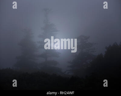 Forest in a foggy full moon night Stock Photo