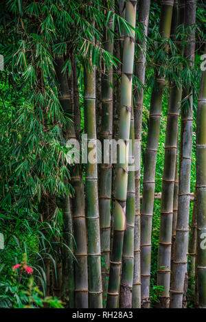 Bamboo trees in rain forest Stock Photo