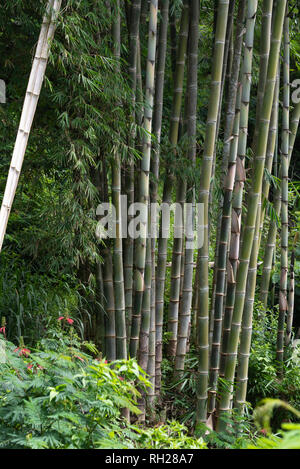 Bamboo trees in rain forest Stock Photo