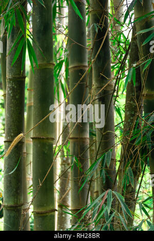 Bamboo trees in rain forest Stock Photo