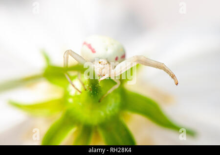 Close-up image of a white Crab Spider awaiting to ambush it's prey underneath a white summer flowering Cosmos flower Stock Photo