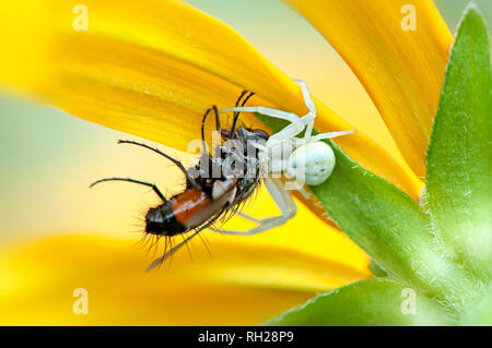 Close-up image of a white Crab spider ambushing a garden fly on the petals of a yellow summer Coneflower Stock Photo