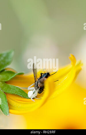 Close-up image of a white Crab spider ambushing a garden fly on the petals of a yellow summer Coneflower Stock Photo