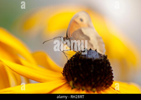Close-up image of a female Meadow Brown Butterfly - Maniola jurtina, collecting pollen from a yellow coneflower