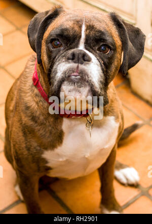 Fawn Brindle German Boxer Headshot,boxer looking up, Stock Photo