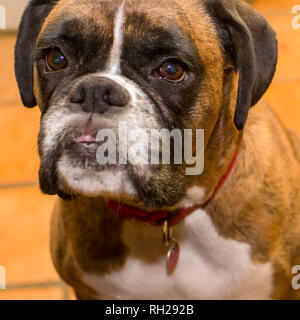 Fawn Brindle German Boxer Headshot,boxer looking up, Stock Photo