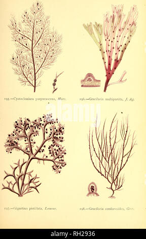 . British sea-weeds : drawn from Professor Harvey's &quot;Phycologia Britannica&quot; .... Marine algae. Plate XLIII.. Please note that these images are extracted from scanned page images that may have been digitally enhanced for readability - coloration and appearance of these illustrations may not perfectly resemble the original work.. Gatty, Alfred, Mrs. , 1809-1873; Harvey, William H. (William Henry), 1811-1866. Phycologia britannica. London : Bell and Daldy Stock Photo