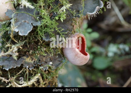 Scarlet Elf Cup and lichen Stock Photo