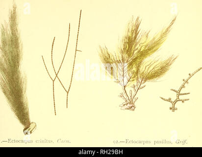 . British sea-weeds : drawn from Professor Harvey's &quot;Phycologia Britannica&quot; .... Marine algae. Plate XXI. Please note that these images are extracted from scanned page images that may have been digitally enhanced for readability - coloration and appearance of these illustrations may not perfectly resemble the original work.. Gatty, Alfred, Mrs. , 1809-1873; Harvey, William H. (William Henry), 1811-1866. Phycologia britannica. London : Bell and Daldy Stock Photo