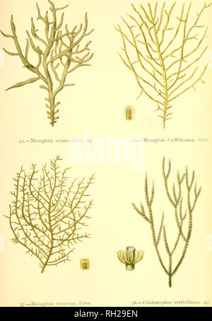 . British sea-weeds : drawn from Professor Harvey's &quot;Phycologia Britannica&quot; .... Marine algae. Plate XTV.. Please note that these images are extracted from scanned page images that may have been digitally enhanced for readability - coloration and appearance of these illustrations may not perfectly resemble the original work.. Gatty, Alfred, Mrs. , 1809-1873; Harvey, William H. (William Henry), 1811-1866. Phycologia britannica. London : Bell and Daldy Stock Photo