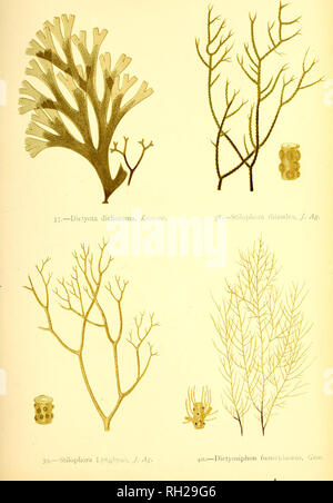 . British sea-weeds : drawn from Professor Harvey's &quot;Phycologia Britannica&quot; .... Marine algae. Plate X.. Please note that these images are extracted from scanned page images that may have been digitally enhanced for readability - coloration and appearance of these illustrations may not perfectly resemble the original work.. Gatty, Alfred, Mrs. , 1809-1873; Harvey, William H. (William Henry), 1811-1866. Phycologia britannica. London : Bell and Daldy Stock Photo