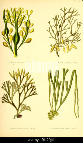 . British sea-weeds : drawn from Professor Harvey's &quot;Phycologia Britannica&quot; .... Marine algae. . Please note that these images are extracted from scanned page images that may have been digitally enhanced for readability - coloration and appearance of these illustrations may not perfectly resemble the original work.. Gatty, Alfred, Mrs. , 1809-1873; Harvey, William H. (William Henry), 1811-1866. Phycologia britannica. London : Bell and Daldy Stock Photo