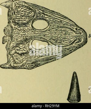 . British reptiles and amphibians. . Fig. 5.—Fossil Remains of an Old-World Amphibian (Labyrinthodon giganteum). a. Footprints ; b, head 5 c, tooth. classes should be looked upon as &quot; back numbers &quot;; they have lost their ancient supremacy; numberless forms have become extinct, and in point of size they are now reduced to mean proportions. In the days of their supremacy they were the terrors of the Animal World ; now the dwarfed descendants tread the earth in fear, trembling before the onslaught of the Mammals which are supreme. 80. Please note that these images are extracted from sca Stock Photo