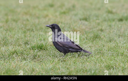 Carrion Crow Corvus corone UK  Photograph taken by Simon Dack Stock Photo